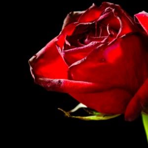 Meet your Posher, Rose